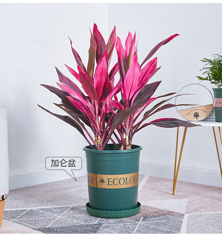 红叶朱蕉盆栽大型室内客厅卧室除甲醛观叶盆景花卉水培红叶铁植物 高