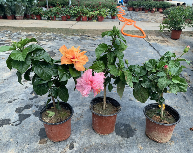 重瓣扶桑花盆栽重瓣桑叶牡丹木槿朱槿老桩植物室内阳台花卉 精品树型