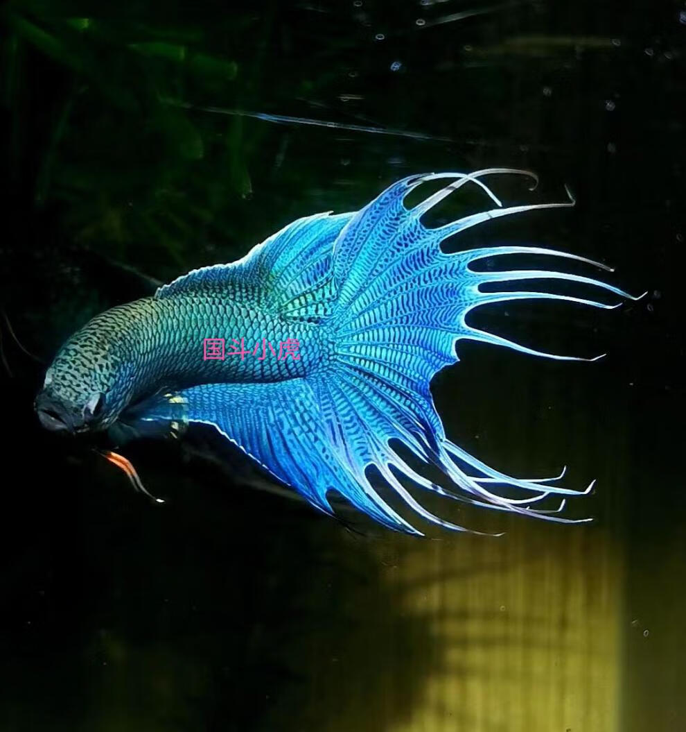 奢络弗 中国游龙斗鱼改良无纹蓝观赏鱼淡冷水耐养活体好养鱼苗免打氧