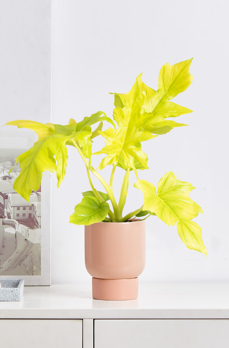 涞思芊【品质保证】黄金春羽蔓绿绒瓦塞维奇黄金蔓绿绒稀有进口植物