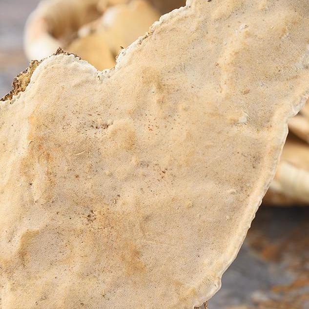 伟博正宗长白山纯野生纯白耙齿菌真菌打粉250g高品质耙齿菌