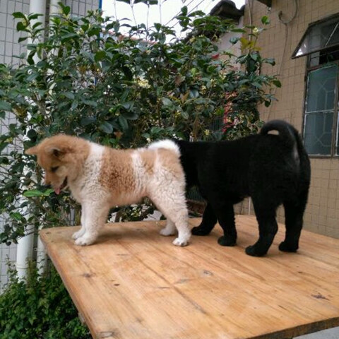 中华田园犬家养土狗幼犬混血狗大黄小白小黑狗【图片 价格 品牌 报价