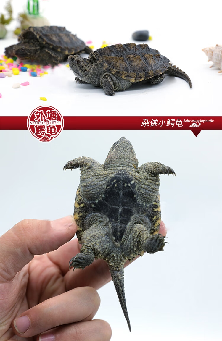 小鳄龟苗观赏龟凶猛龟外塘生态养殖爆刺杂佛佛鳄宠物龟 原种纯佛 【5