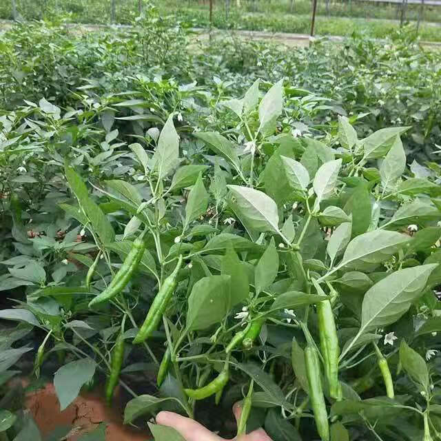 5折 樟树港 原种辣椒 湖南新鲜薄皮小青椒 软糯富硒 本地农户 自种现