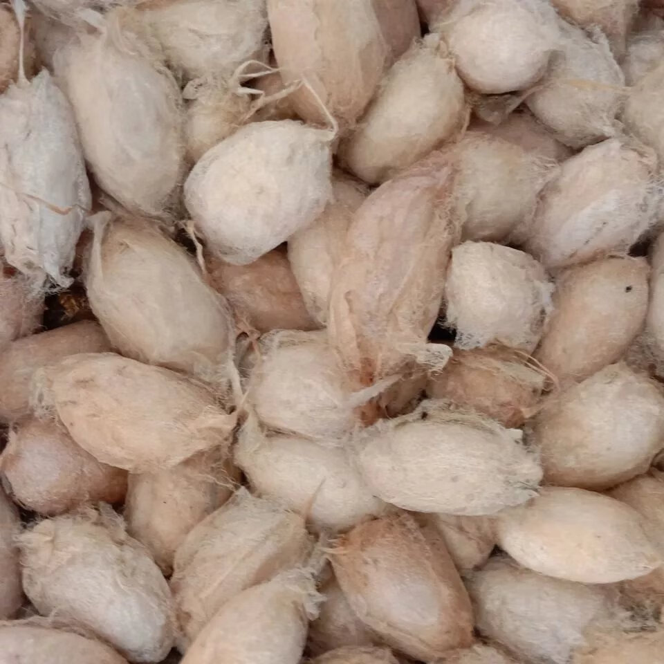 带壳活蚕蛹辽宁凤城带壳柞蚕大茧黑蚕蛹大茧蚕茧黄蛹蚕茧大个黄蛹 2斤