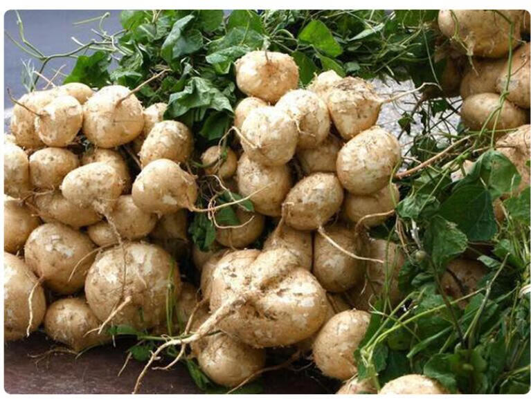 源外 凉薯新鲜 现挖白地瓜 沙葛地萝卜农家蔬菜水果 9斤【图片 价格
