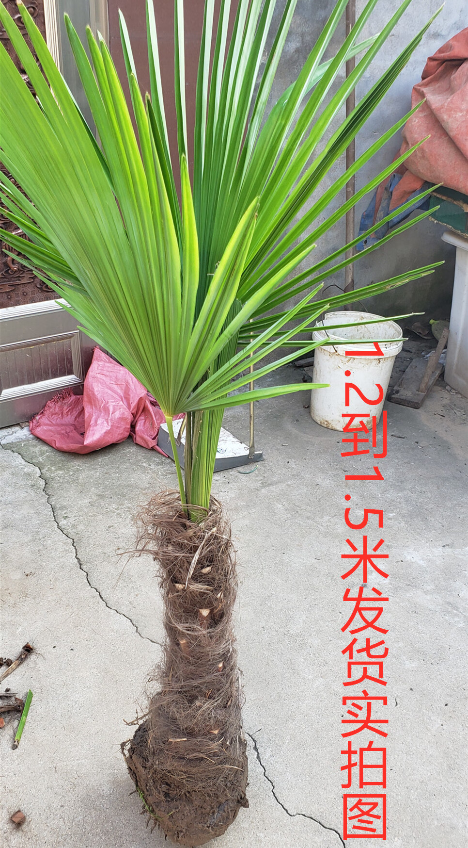 棕榈树苗棕树苗棕榈苗扇子树苗四季常青绿化苗木庭院植物盆栽地栽ap