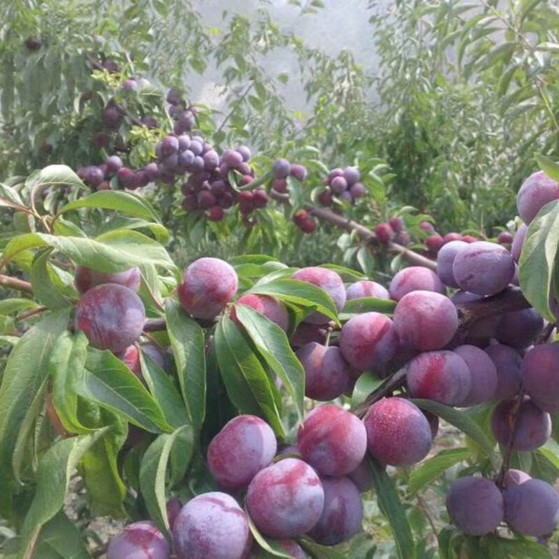 红布林李子树苗脆李脱骨嫁接果树苗三华李地栽李子苗