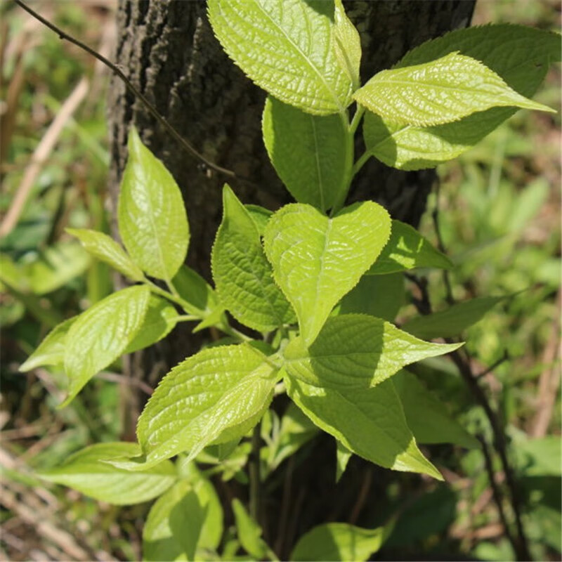 藥聲錄 杜仲茶張家界嫩葉嫩芽杜仲葉 500克