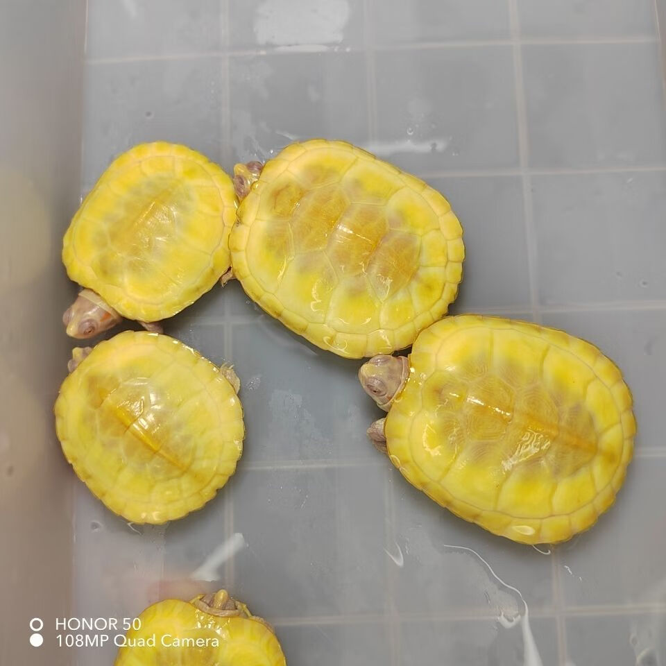 黄金白化巴西龟焦糖黑珍珠变异白化黄化暗红眼观赏巴西活体 4-4.