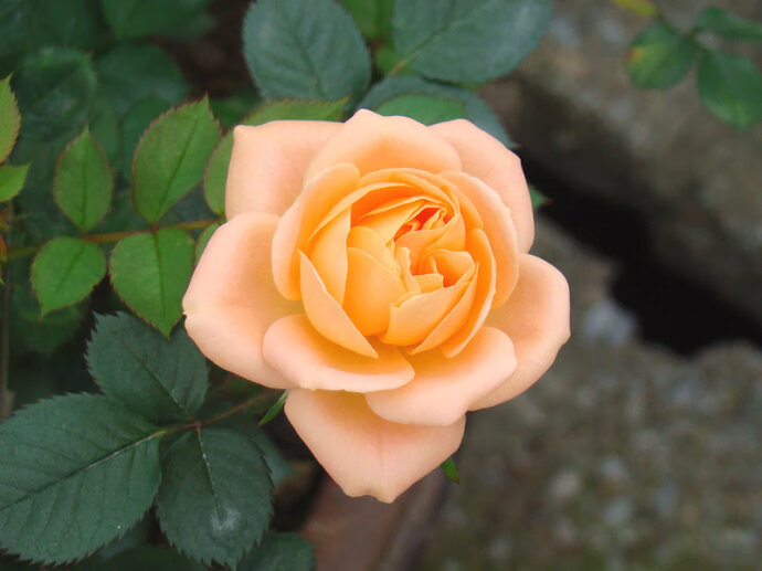 欧洲月季甜梦可当微月阳台盆栽的藤本多头微型橙色月季花苗【图片