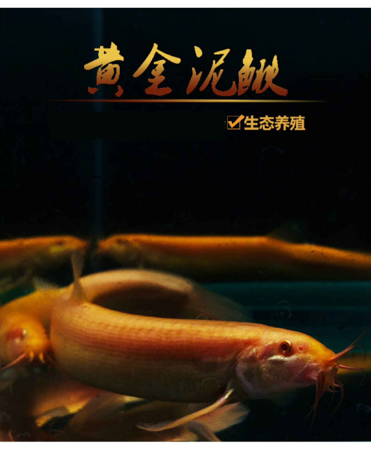 观赏鱼招财黄金泥鳅活体冷水淡水鱼放生鱼鳅清道夫好养金色泥鳅苗小金
