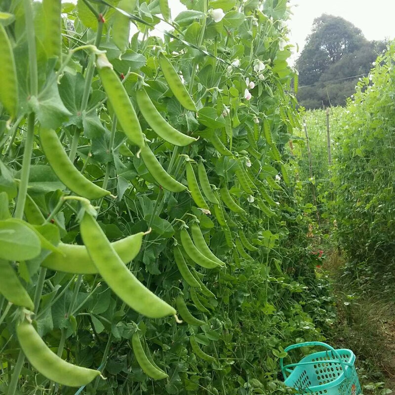 民匯園 大莢荷蘭豆種子豌豆尖龍鬚菜春季播種四季架豆菜豌豆苗彎豆種