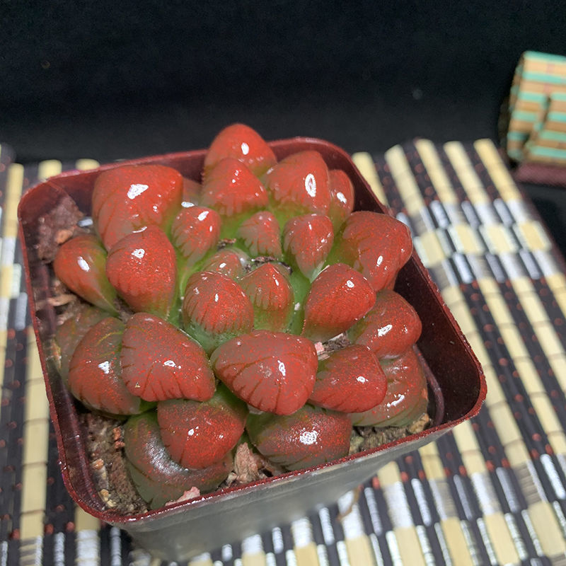 冰灯玉露彩色多肉植物四季易养活潘氏水晶玉露室内桌面盆栽随机中号两