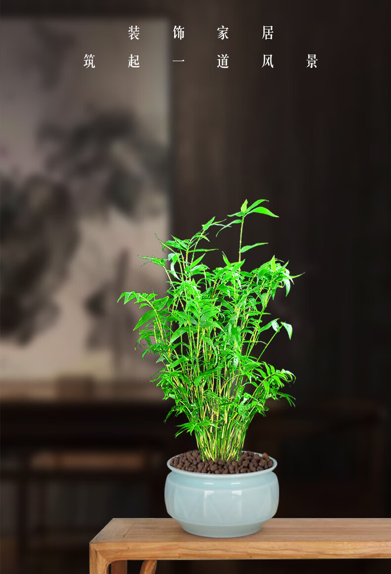 米竹植物盆栽竹子室内观赏办公室盆景节节高四季常青客