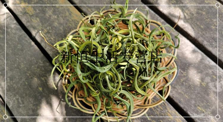 野生化石草50g/500g精選腎精茶調理養生茶天然無硫中草腎茶新貨 野生