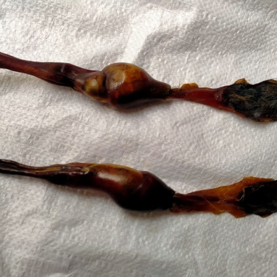 黑狗鞭 泡酒黑笨狗鞭中药材泡酒料养生泡酒料狗 滋补狗鞭狗肾 30克