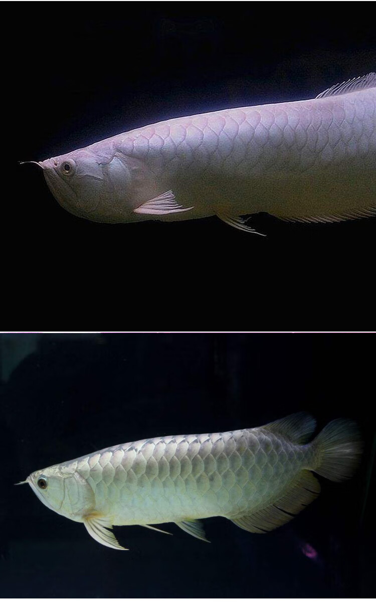 银龙鱼活鱼苗热带观赏鱼中大型黄化红眼白子银龙七彩银龙练手龙鱼银龙