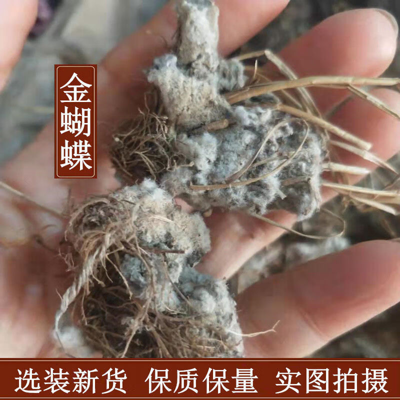 北京同仁·堂原料金蝴蝶 中药材 锦地罗 文钱红 金线吊芙蓉 落地金钱