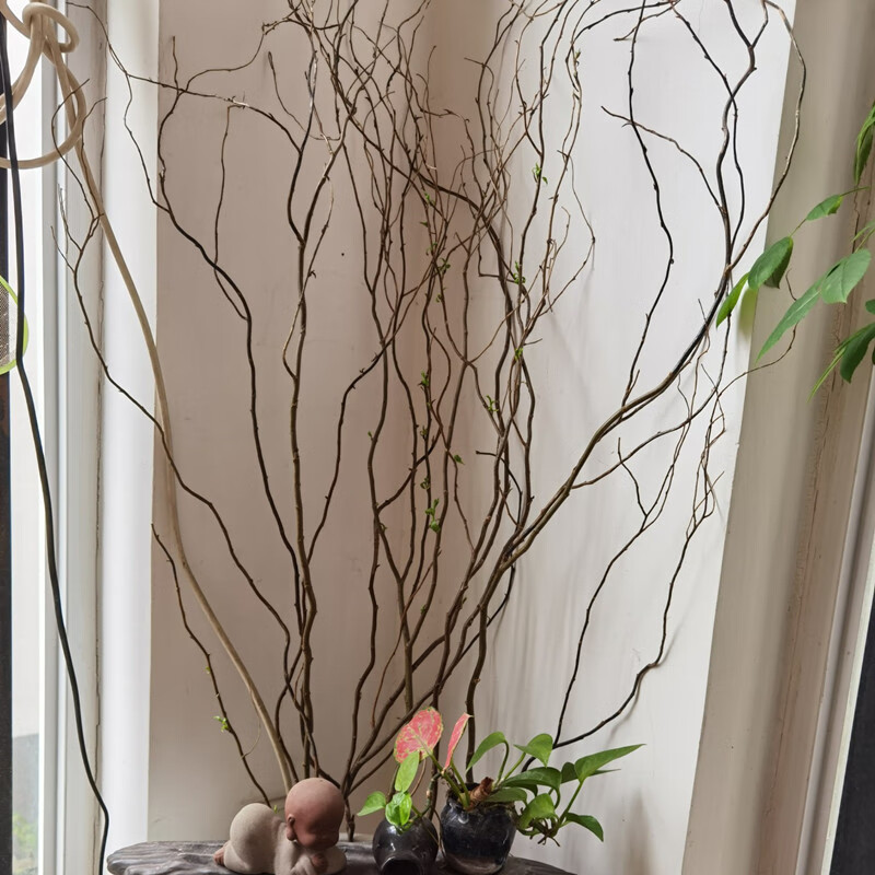 龙柳大型水培植物鲜枝四季好养树枝装饰室内庭院水养鲜切绿植造景不含