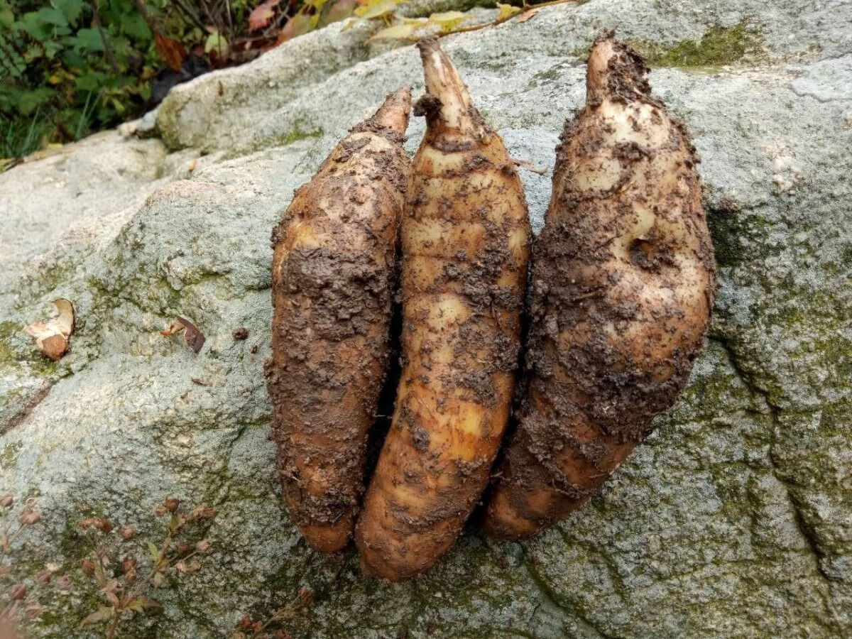 伟博野生天麻天麻冬麻新鲜天麻生天麻干天麻现挖天麻野天麻高山采挖