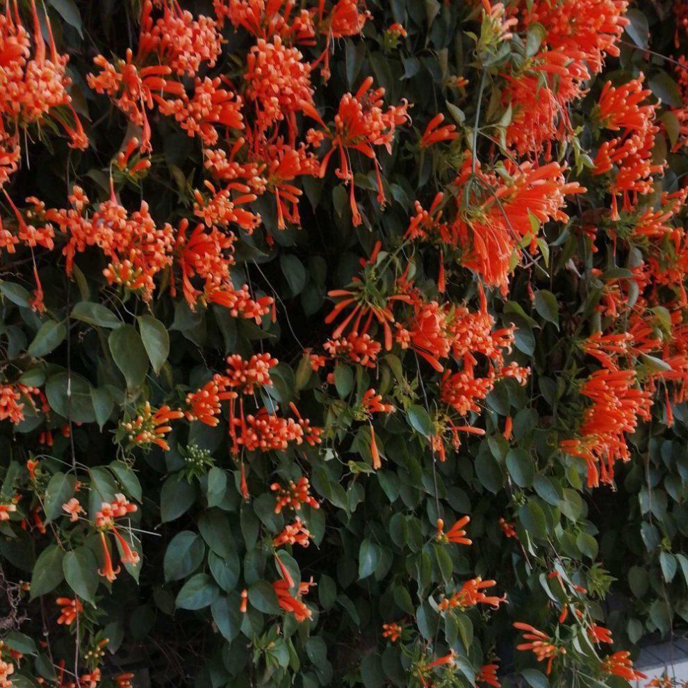 炮仗花苗爬藤花卉凌霄四季开花绿植攀援庭院围墙老藤垂吊秋颖a红色三