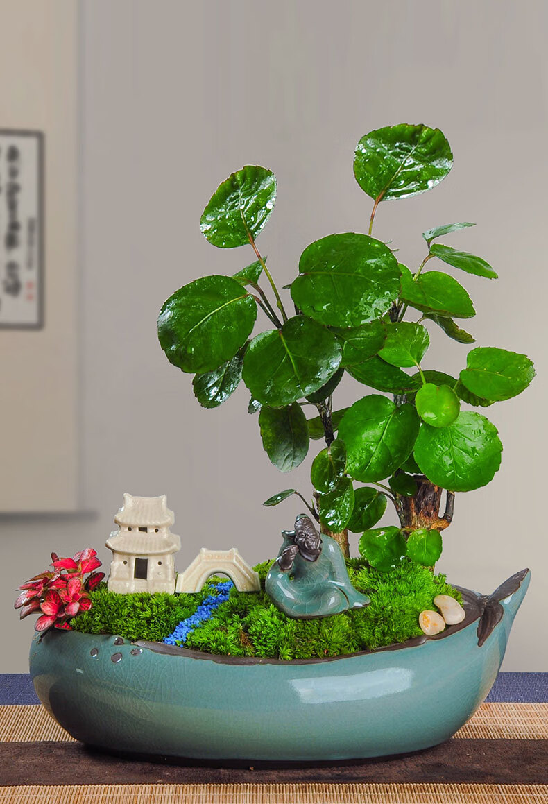 圆叶福禄桐盆栽观叶植物绿植四季常青办公室桌面净化空气好养花卉