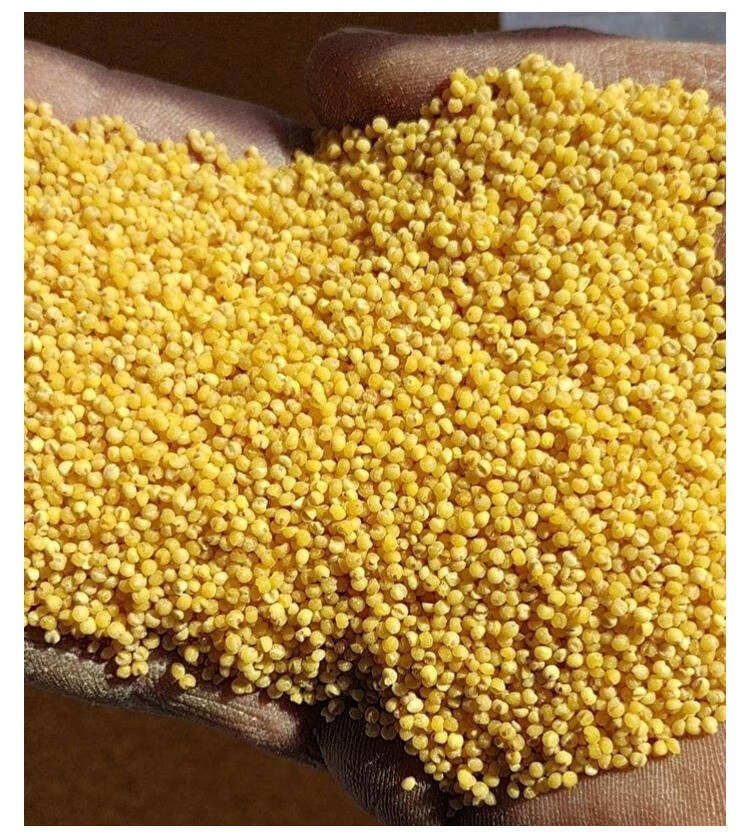 稻谷谷子书香小米种子种籽稻谷小香米粟米粘糯谷子谷种黄谷红谷抗鸟害