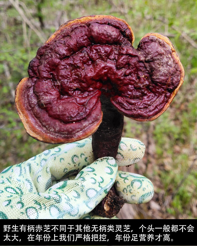 红灵芝伟博长白山灵芝野生有柄赤灵芝深山整枝林芝红灵芝干货泡酒可
