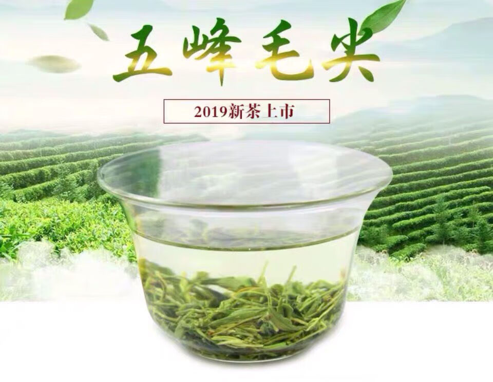 五峰毛尖2021新茶穀雨毛尖綠茶湖北宜昌特產茶葉濃香散裝500g500g