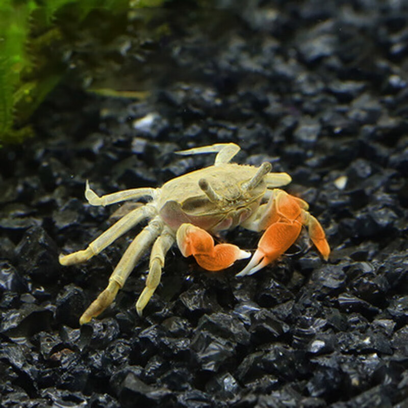 jypet迷你辣椒蟹活体宠物蟹淡水观赏蟹 霸气将军蟹1只 备损1只