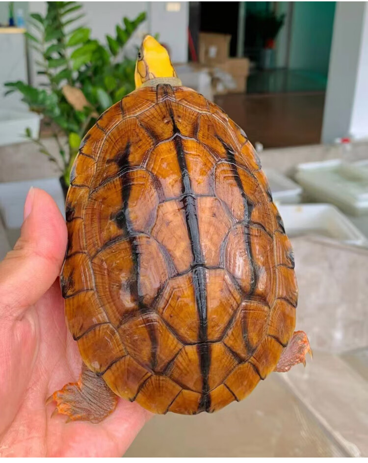 纯种三线闭壳龟苗越南米底金钱龟幼龟观赏宠物正宗海南大黄头君吻
