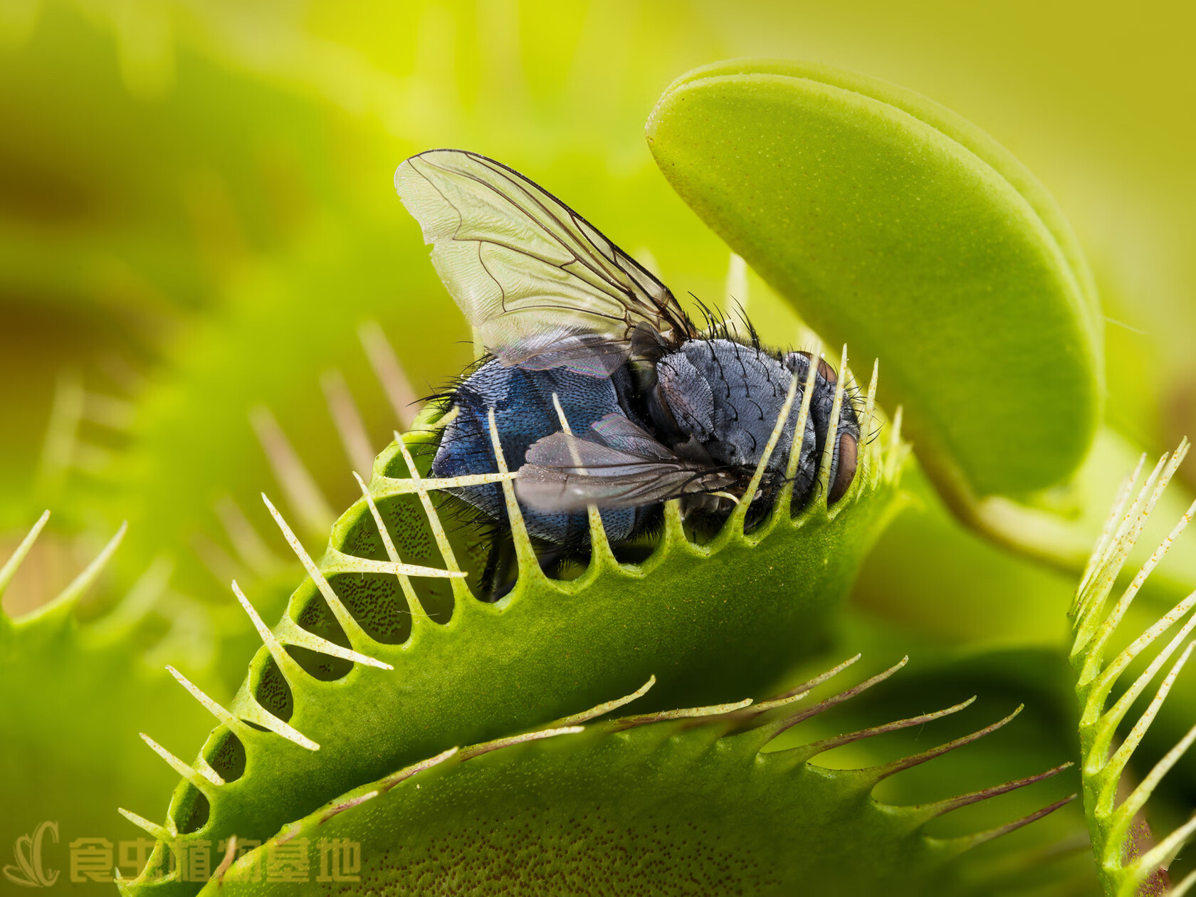 食虫植物 超大捕蝇草 吃虫子的植物食虫草 带盆带土 塞提捕虫堇【直径