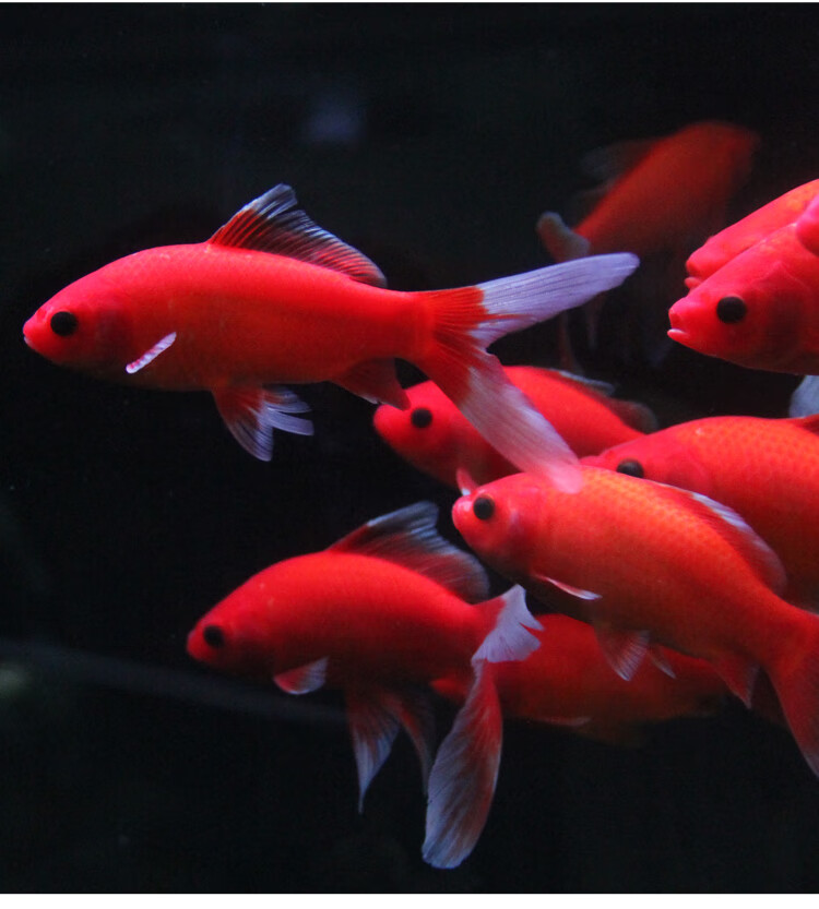 观赏鱼冷水血鹦鹉发财鱼葡萄眼黑眼草金锦鲤金鱼红草金风水鱼活体s