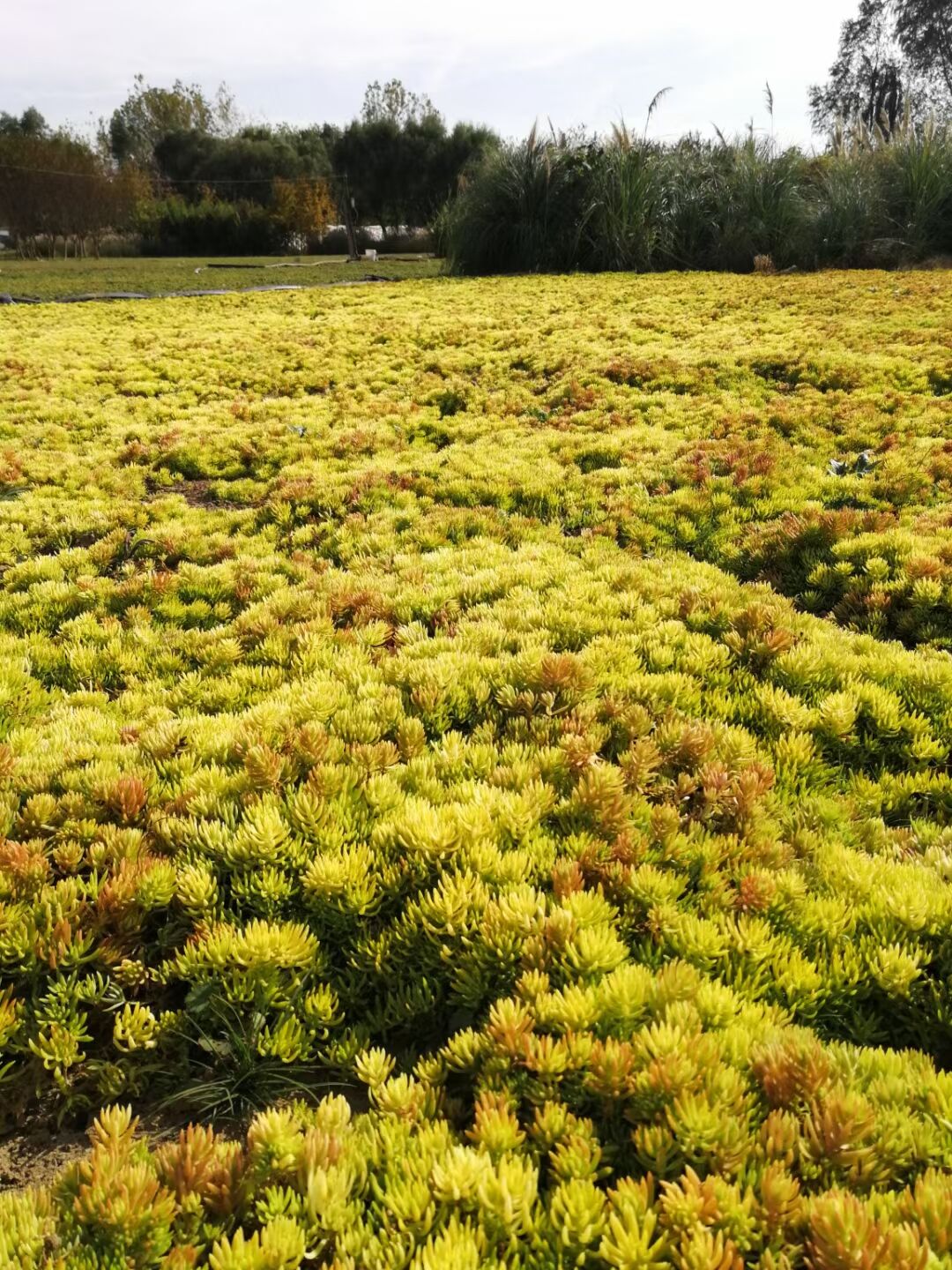 黄金佛甲草屋顶花园阳台绿化黄金佛甲草宿根多年生草坪草皮地被苗s