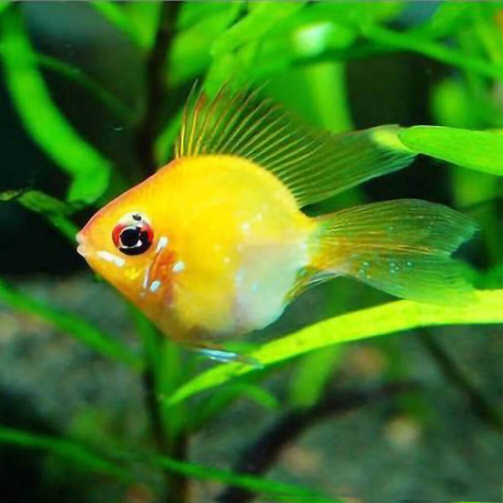 金波子阿凡达荷兰凤凰球长尾桃心种鱼苗繁殖产卵别墅小型活体饲料