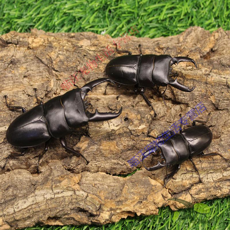 瑾伦中华大扁锹甲甲虫宠物活体成虫锹形虫昆虫独角仙