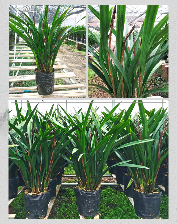 浓香兰花企黑 宽叶金边墨兰企黑爪报岁兰 客厅阳台盆栽花卉绿植物