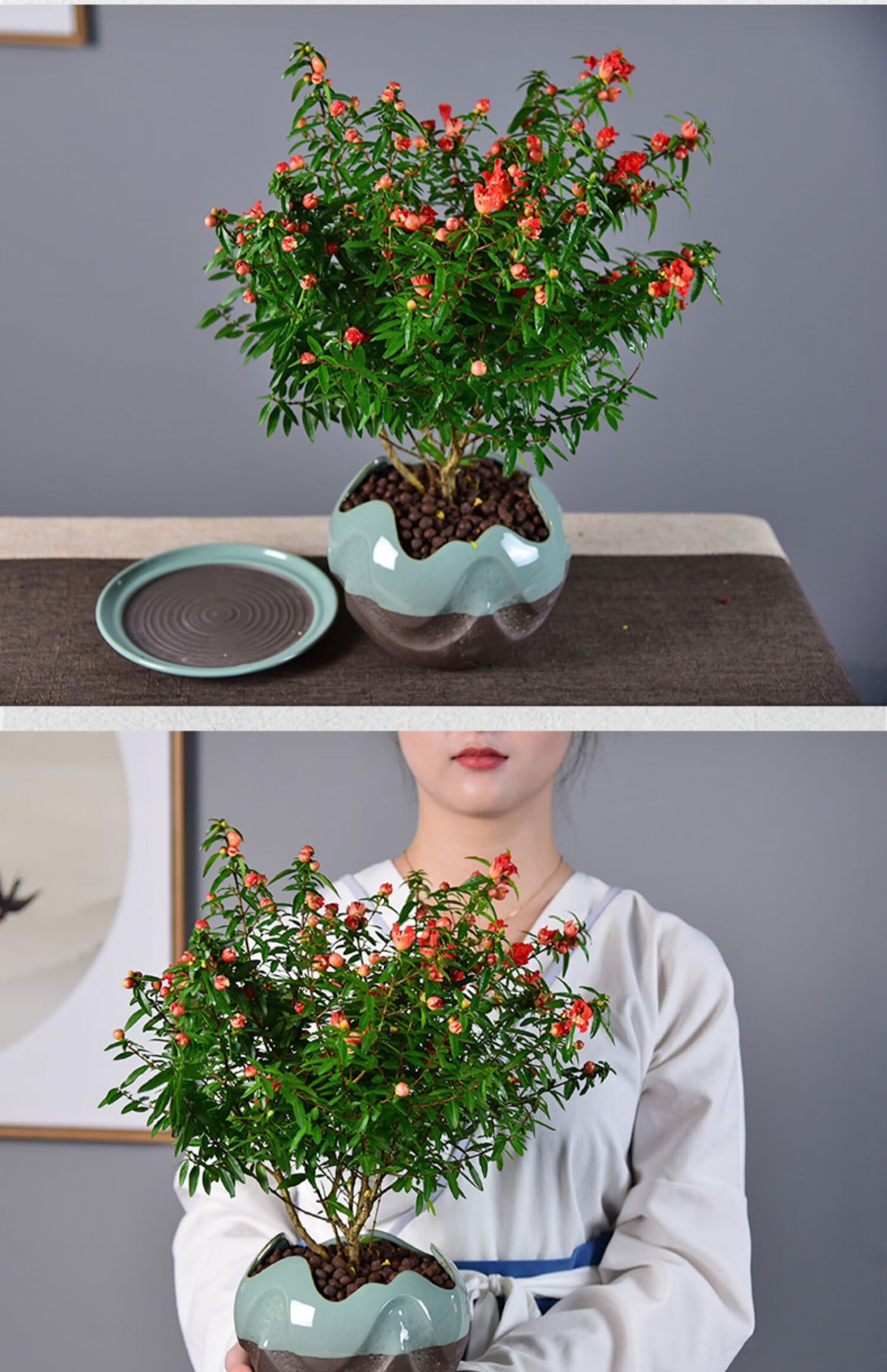 石榴花盆栽室内客厅办公室桌面花卉盆景阳台绿植观花植物dw曲觞石榴花