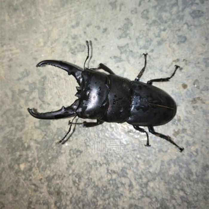 中国大扁锹甲成虫活体甲虫 昆虫 锹形虫斗虫好养易活宠物独角仙醉俊