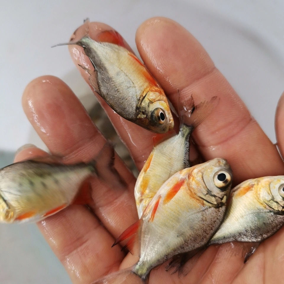 淡水红鲳鱼苗白鲳鱼苗食人鲳小型热带鱼凶猛鱼红腹鲳鱼观赏鱼 4-5公分