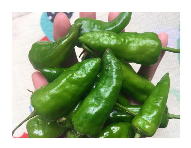 正宗余干青辣椒江西特产余干小辣椒新鲜现摘小青辣椒精选薄皮5斤余干