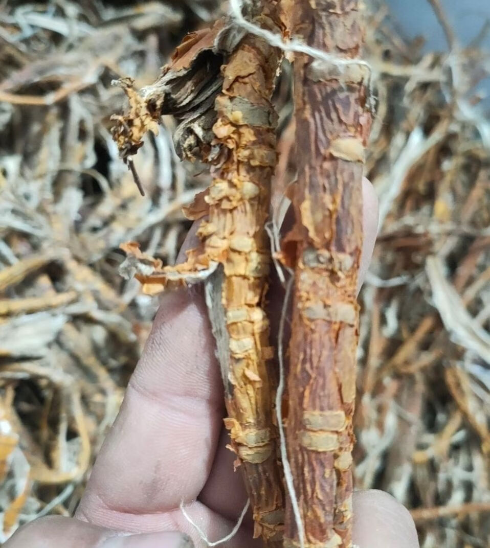 桑树根皮桑白皮桑树皮洗头发太阳晒桑树皮桑根皮野桑葚树根皮半斤桑根