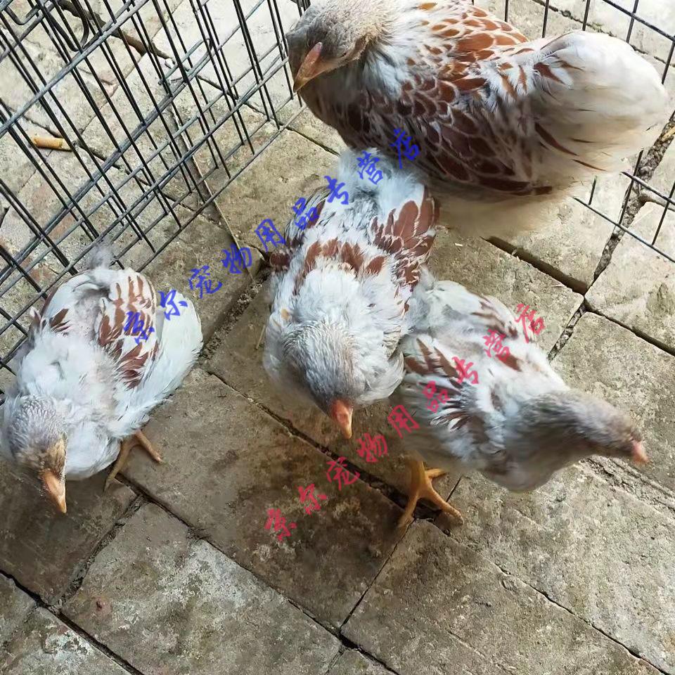 天弗新品紫怀特鸡受精蛋观赏鸡受精蛋婆罗门鸡受精蛋受精种蛋 紫怀特