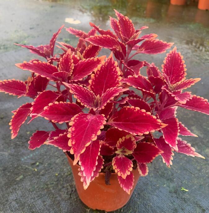 彩叶草红色一颗(不含盆 不包活) 含原盆