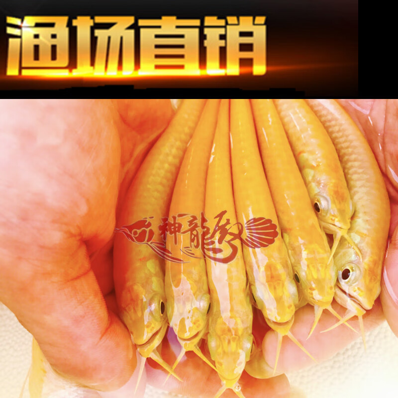 紅眼黃化白子銀龍15-18cm 【起血框】【圖片 價格 品牌 報價】-京東