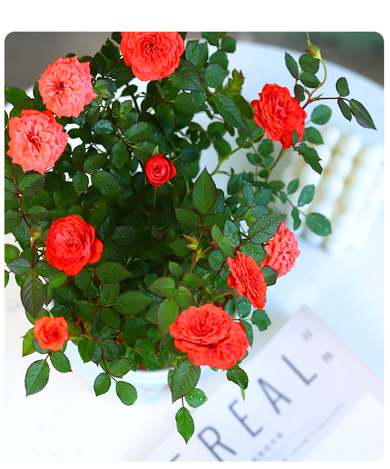 钻石玫瑰花微型月季盆栽花卉植物室内花阳台冬季庭院耐寒四季易活钻石