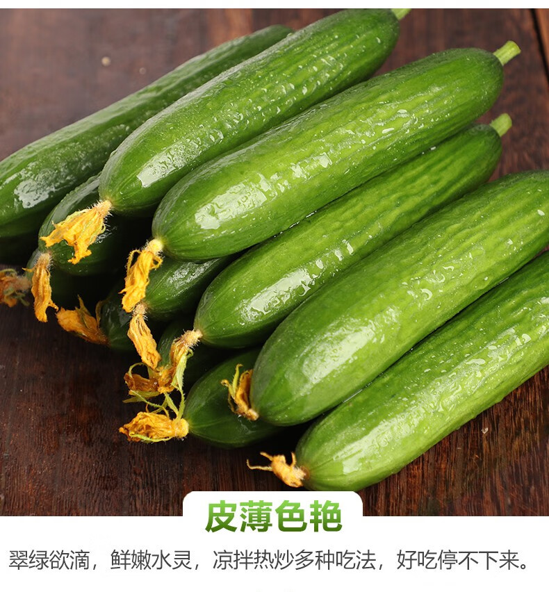 甜缤纷 水果黄瓜旱黄瓜荷兰小黄瓜非东北黄瓜水果光皮黄瓜刺黄瓜 水果