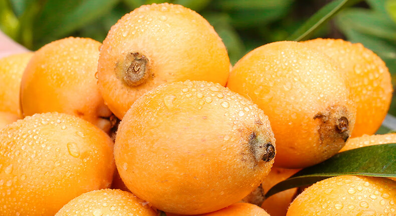 福建云霄枇杷当季新鲜水果甜3斤装