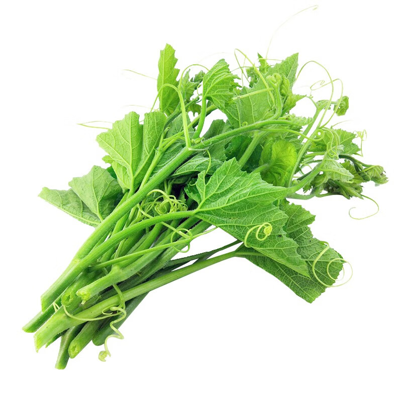 【千帆亭南瓜尖】千帆亭 南瓜尖种籽孑阳台专吃藤嫩叶四季秋季播南方